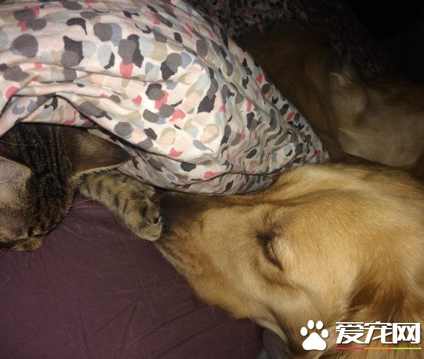 痛失好友的黃金獵犬 緣分讓他撿到另一個孤單的靈魂