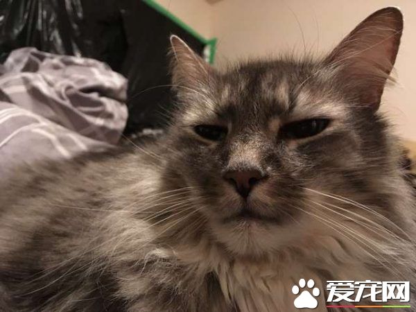偷竊癖貓咪每晚都偷衣服回家 貓奴也頭大