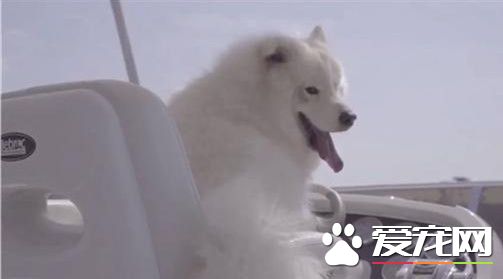 人生勝利組 狗狗約會有跑車有游艇