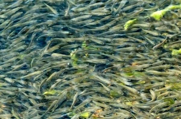 魚生小魚從哪里出來