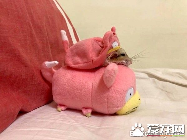 超萌肥尾沙鼠 對人類手掌心獨有情鐘
