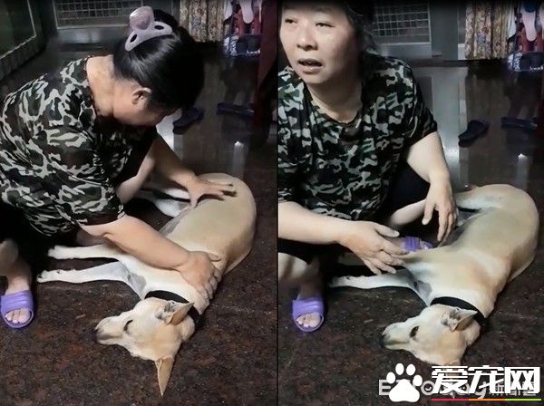 毛小孩全身淋濕 媽媽超心疼花20分鐘擦干