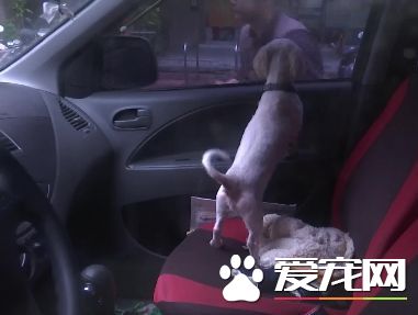狗狗被悶在40度車內4小時 男遭重罰1萬5