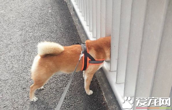 怎么辦手手被石獸咬了 超生動表情讓網友笑噴