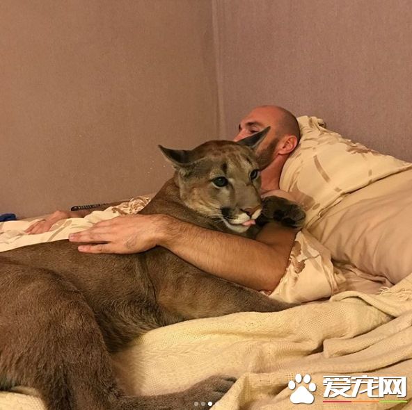 美洲獅在動物園被虐待 被新主人收編成乖巧家寵