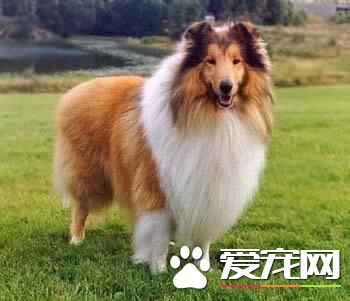 狗狗智商排行榜，你家狗狗排第幾？