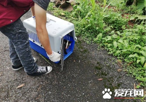 受傷野生動物不停哀嚎 動保員緊急為白鼻心救援