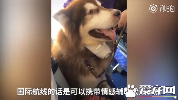 機上驚見巨型汪星人 南航：證件齊全的輔助犬