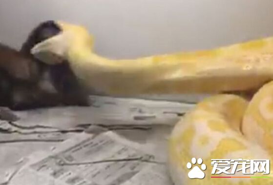男假愛心領養小狗 竟拿去讓寵物蛇活吞
