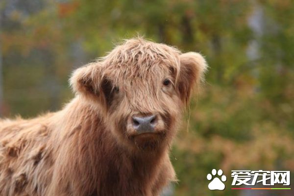 超可愛的牛 居然被網友封為世界最可愛的動物