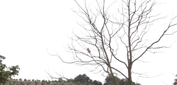 爬這么高是在看風景嗎？ 奶奶養的貓居然這么調皮