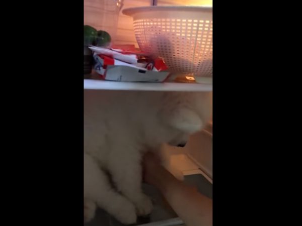這里太舒服了就不離開！ 小薩摩發現避暑勝地耍賴不走