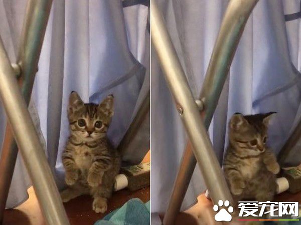 喵星人伸魔爪被抓包 狐獴站姿萌翻網友