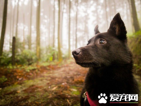 遇到了嬌客！小黑和把拔爬上遇到超可愛穿山甲