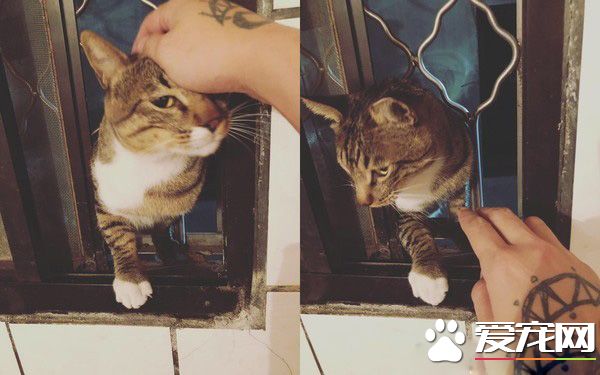 遇到流氓打劫！浪喵強勢入廁所面對飼料卻不領情