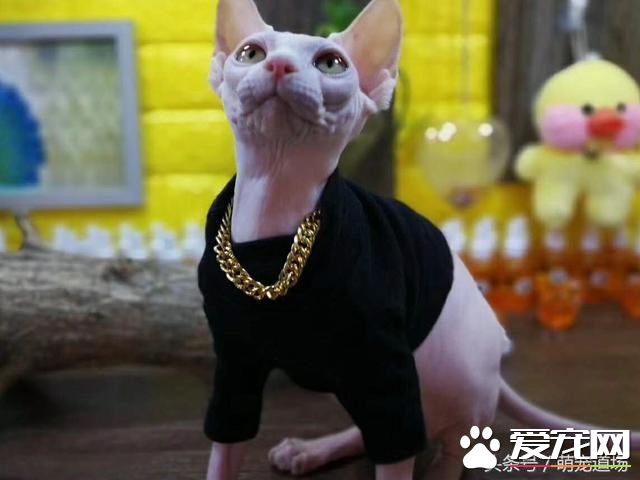 無毛貓是一種怎樣的存在？