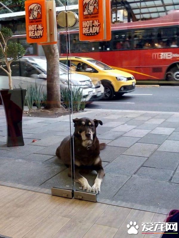 貌似流浪犬的狗狗裝可憐討吃 卻被脖子上項圈出賣