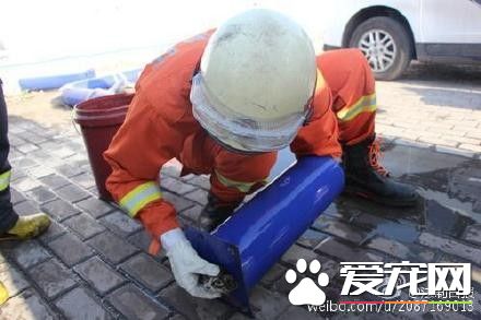 小貓咪頭被卡住痛得喵喵叫 消防員急鋸籃球架救援