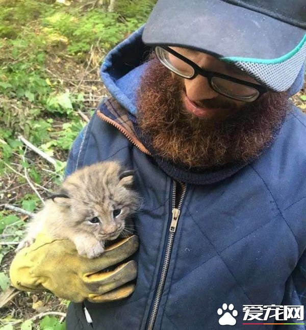 馬修偶遇小貓竟是被丟棄的猞猁  舉手之勞救猞猁命