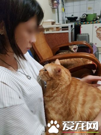 不哭不哭 眼淚是珍珠！生病橘貓看到藥袋泛淚