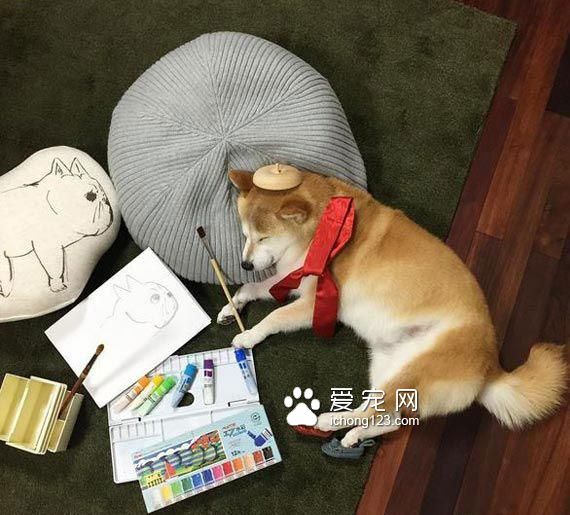 教你給睡夢中的狗狗打造文藝氣質！