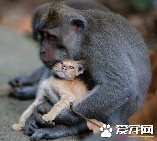 無私的母愛 猴媽媽領養小貓咪抱緊緊疼入心