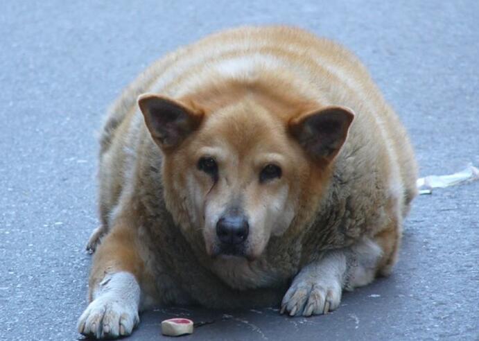 狗狗超重只是肥胖嗎？ 還有這七種醫療原因請重視起來