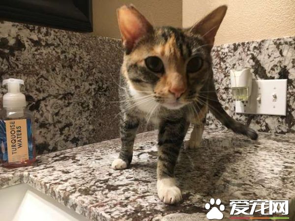 陌生貓咪直闖客廳 原來是前屋主的走失愛貓