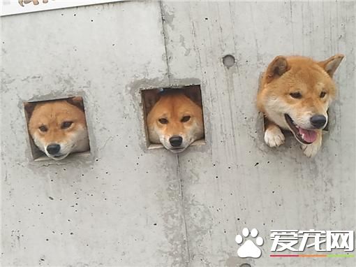 3柴犬鉆洞看風景 上萬網友點贊稱實在太萌了