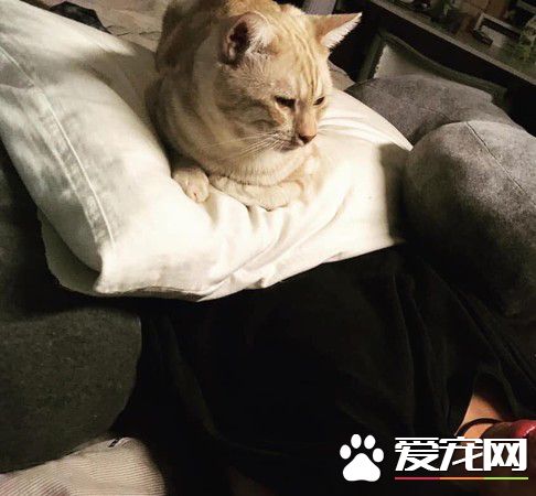 奴才想要摸肉球 卻被喵皇霸氣拍走不速鬼