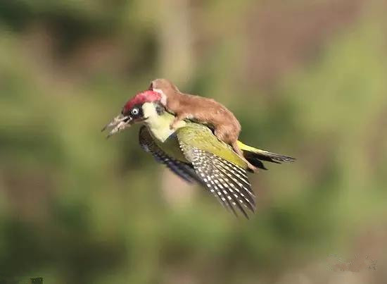 動物界奇聞“青蛙騎蝸牛搭便車”
