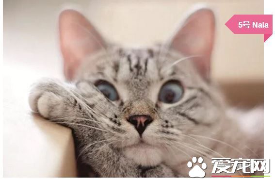 擼貓擼出70萬債務？你是集齊這些網紅貓了嗎？