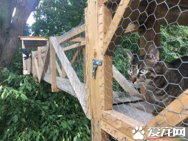 貓奴打造超夢幻樹屋 室內貓也可以出去透透氣