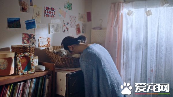 日本Google貓奴系列廣告 7種只有內行人才懂的瞬間
