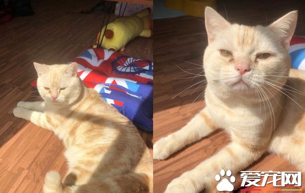陽臺怎么卡一條吐司？原來是只胖喵在曬太陽
