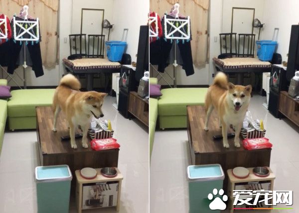 柴柴從沙發玩到桌上怕高不敢下來 等待馬麻救星
