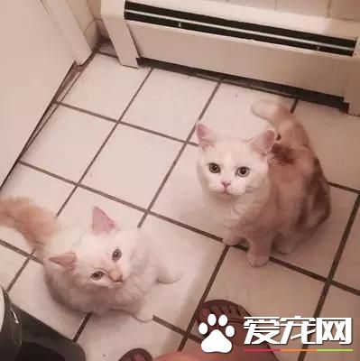 一日吸貓，終生被奴役！吸貓對人體的危害你知道多少！