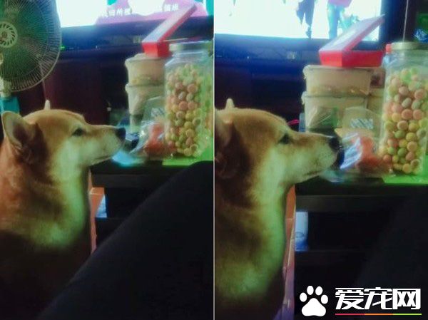 貪吃汪星人超乖巧 下巴靠在桌上癡癡凝望小饅頭