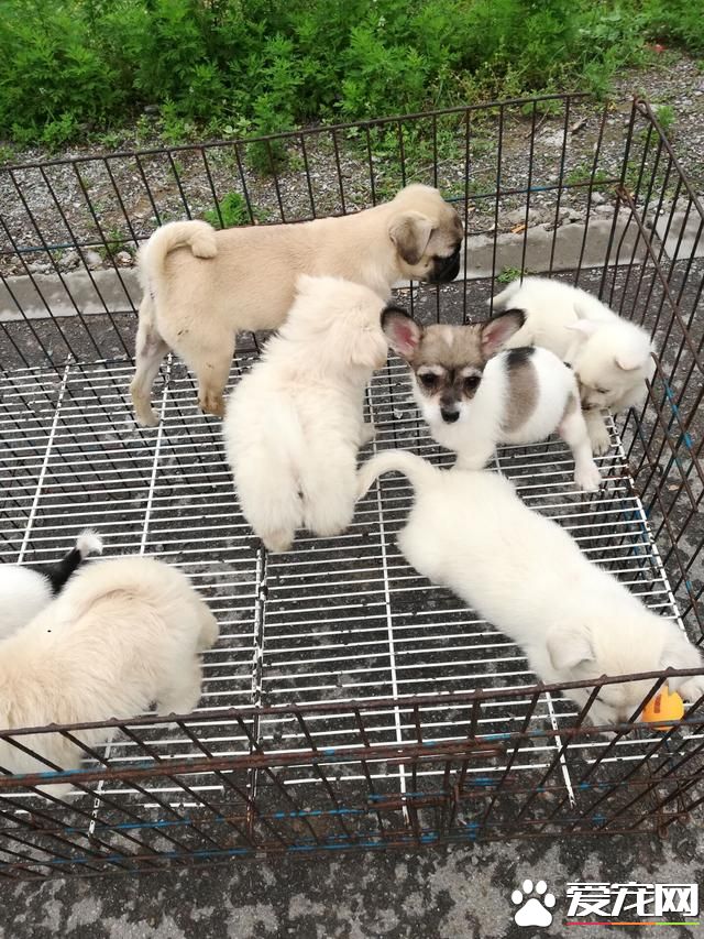 德州寵物大集場走一圈，誰能告訴最后圖片中狗是什么品種？