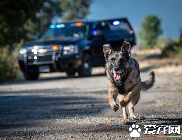 硬漢狠角色路線 警犬們的硬漢魅力迷倒大家