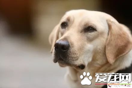 廣州第一批導盲犬已上崗，以后地鐵可見到狗狗！但不要圍觀亂摸拍照！