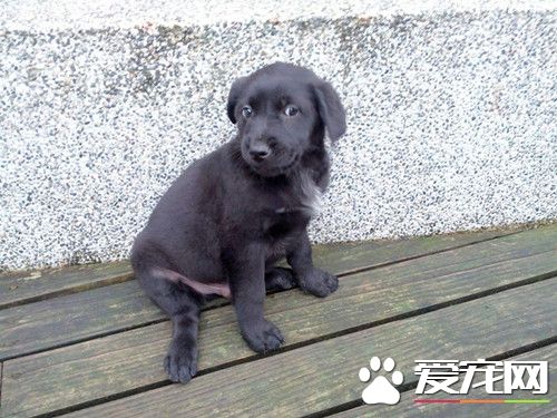 相依為命愛犬走失 聾啞男子傷心蹲地痛哭