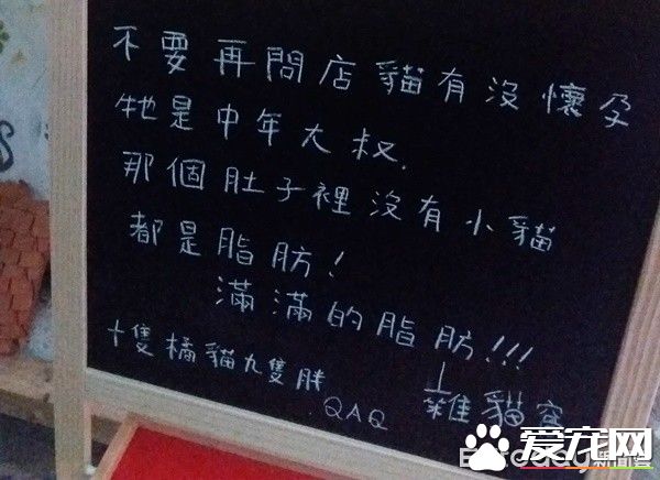 佛系經營方式的貓咖啡廳 現任店長背后故事超感人