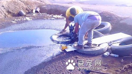 殘忍的主人把狗狗丟盡瀝青湖 幸得好心人及時救援