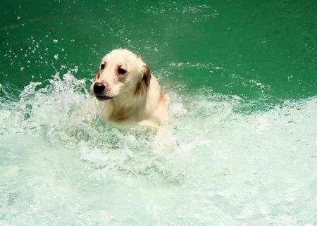 帶狗狗游泳一定要知道的注意事項 短鼻犬游泳更要小心