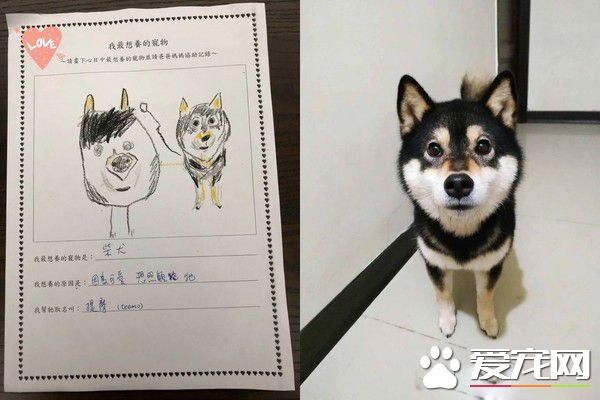 4歲妹妹畫黑柴 本尊問號：哪里像了啊