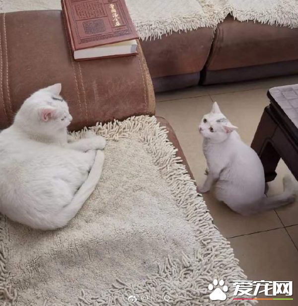 浪喵跟隨回家 竟然和自家貓主子意外撞臉