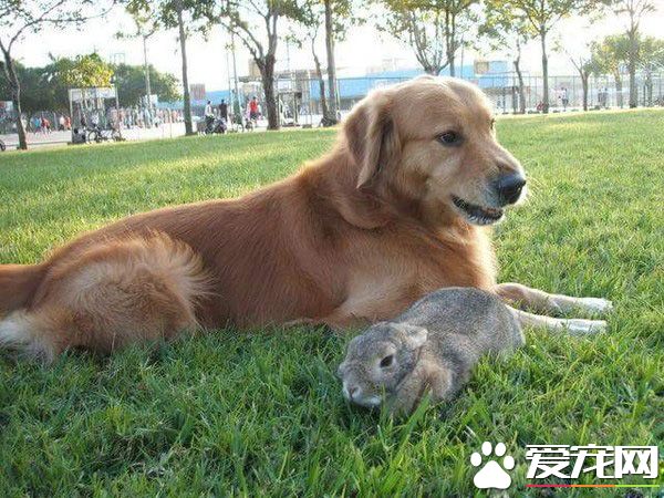 14歲黃金獵犬離世前 喵星人妹妹伸手告別