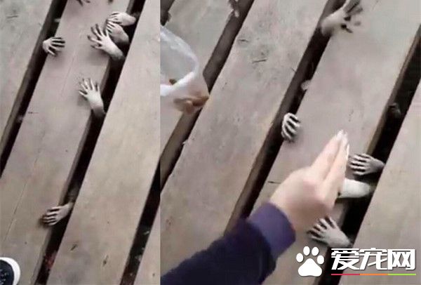 浣熊暴力討食 大量鬼手不停冒出超嚇人