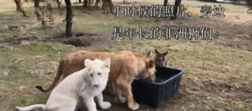 未成年公老虎寵溺成年公獅子 這是在撒糖嗎